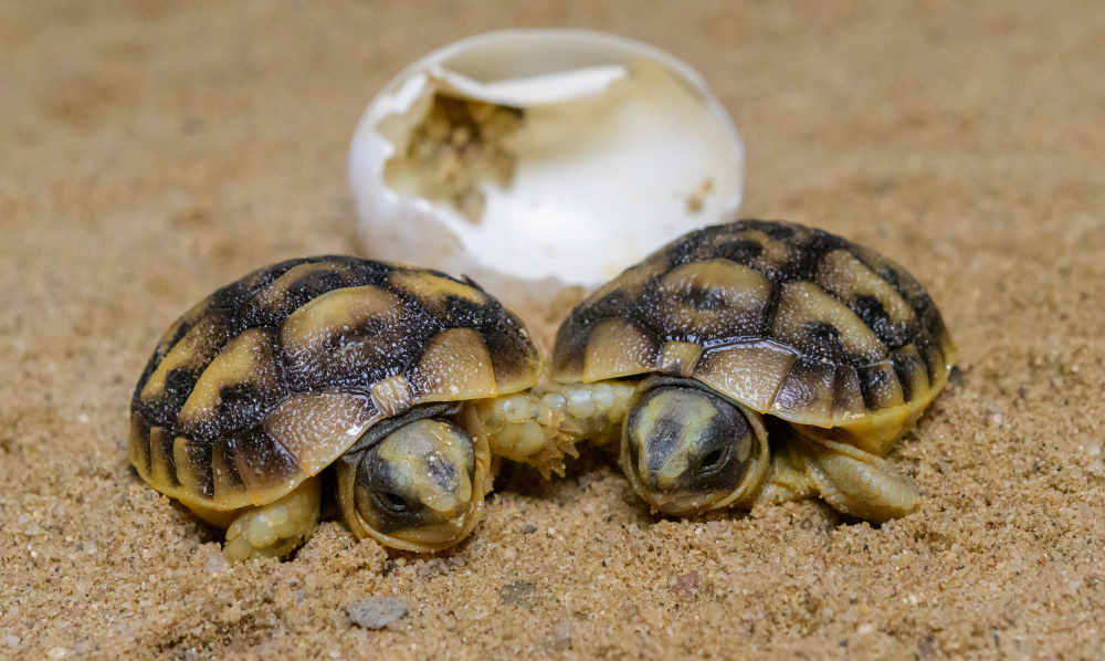 Mláďata želvy tuniské, foto: Petr Hamerník, Zoo Praha