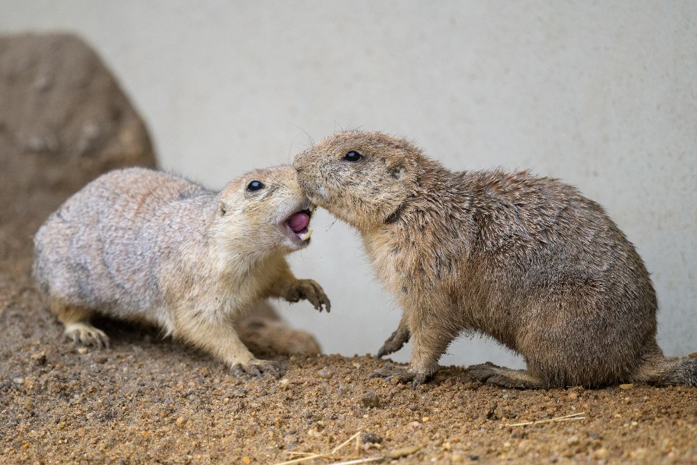 Foto: Petr Hamerník, Zoo Praha