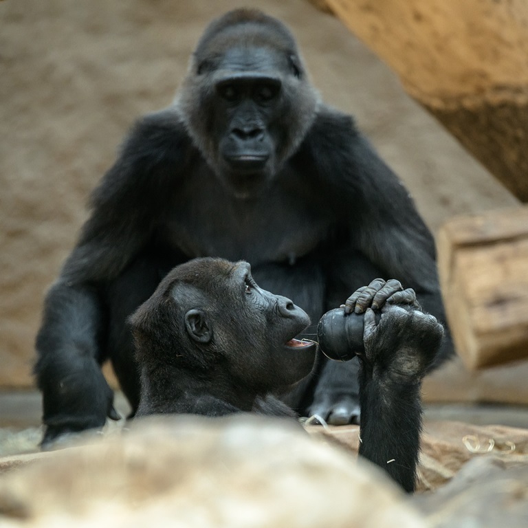 V rámci Mezinárodního dne goril se návštěvníci dozvědí také zajímavé informace o ochraně goril, příčinách jejich ohrožení či o projektu Zoo Praha Toulavý autobus. Foto: Petr Hamerník, Zoo Praha.