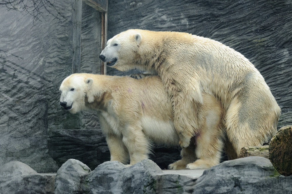 Diváky také hodně zaujalo video z výběhu ledních medvědů. Foto: Roman Vodička, Zoo Praha. 