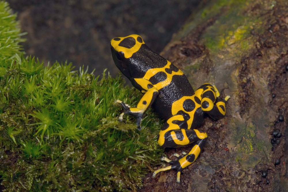 Jednou z ikonických žab s velmi výrazným zbarvením, které uvidíte na výstavě v Zoo Praha, bude i druh s názvem Dendrobates leucomelas. Foto: Vít Lukáš, Zoo Praha.