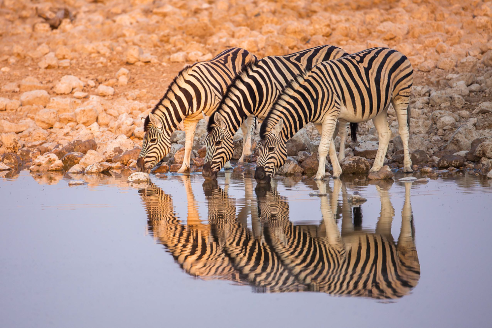 Zebry u napajedla v NP Etosha – Namibie, Photo: Václav Šilha