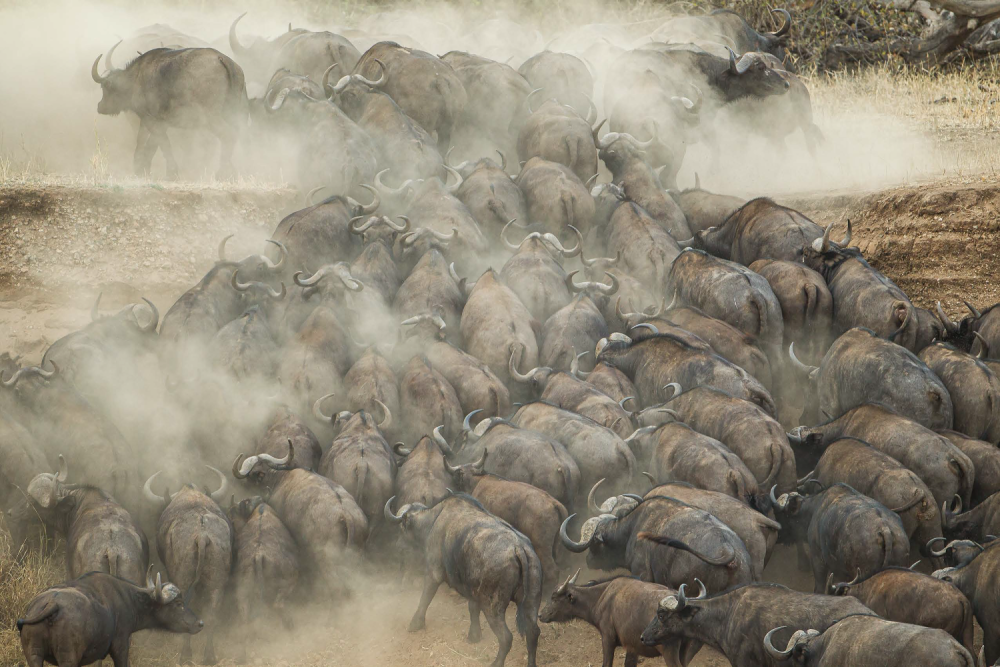 Přechod bůvolů afrických přes vyschlé koryto – NP Tarangire – Tanzánie, Photo: Václav Šilha