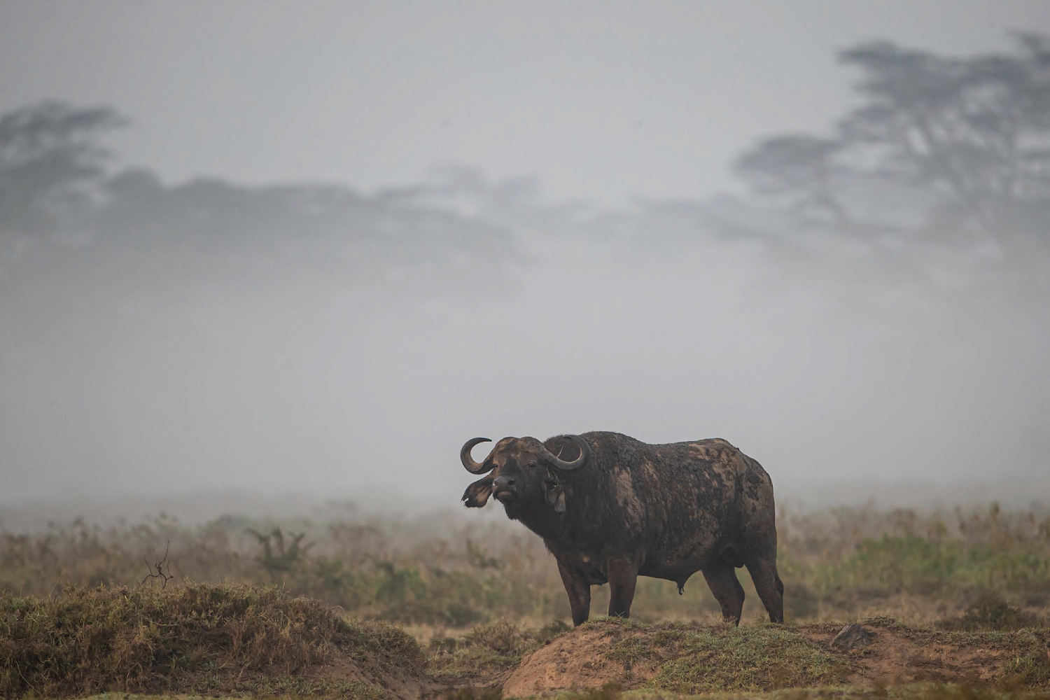 Buvol africký – NP Nakuru – Keňa, Photo: Václav Šilha