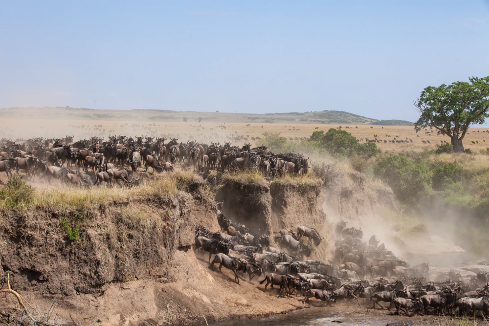 Přechod pakoňů přes řeku Talek – NP Masai Mara – Keňa, Photo: Václav Šilha