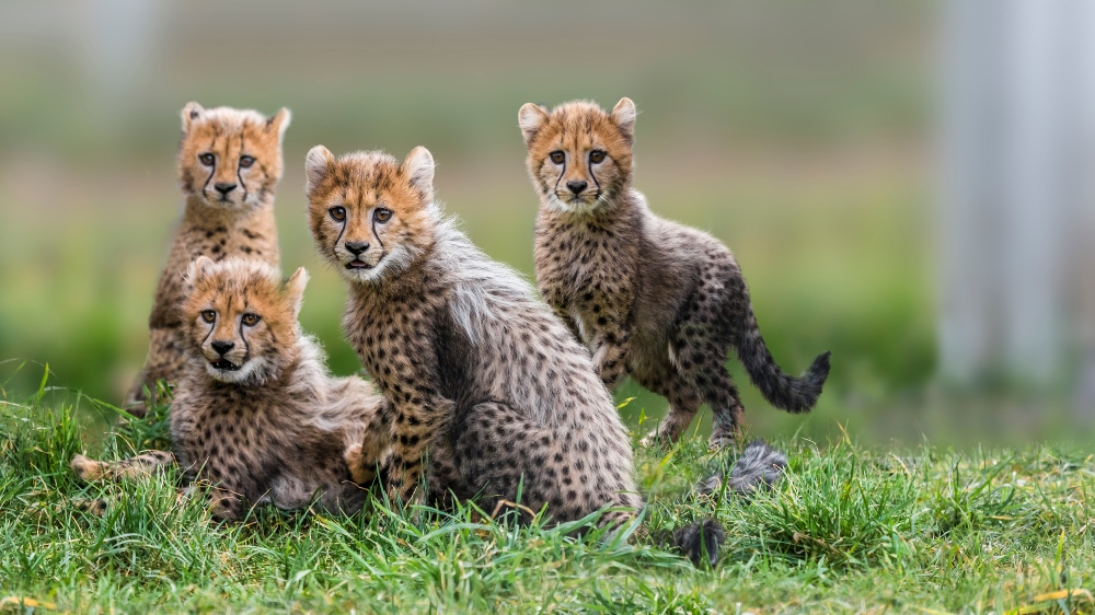 Cheetahs' ears help them run, and they're not the only animal