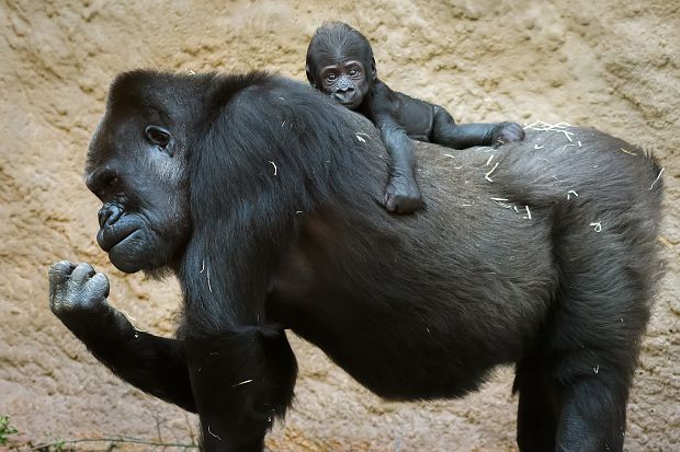 Shinda se narodila 14. června 1991, v neděli tak oslavíme i její 25. narozeniny. Foto: Petr Hamerník, Zoo Praha