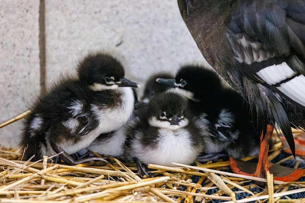 Mláďata morčáka paranského, foto: Miroslav Bobek, Zoo Praha