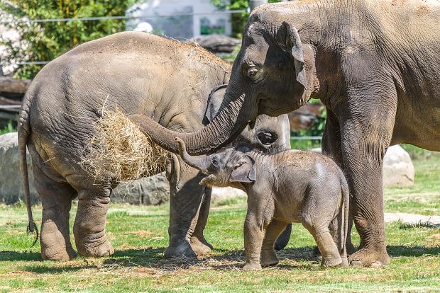 Mládě slona indického s rodinou ve venkovním výběhu. Foto: Petr Hamerník, Zoo Praha