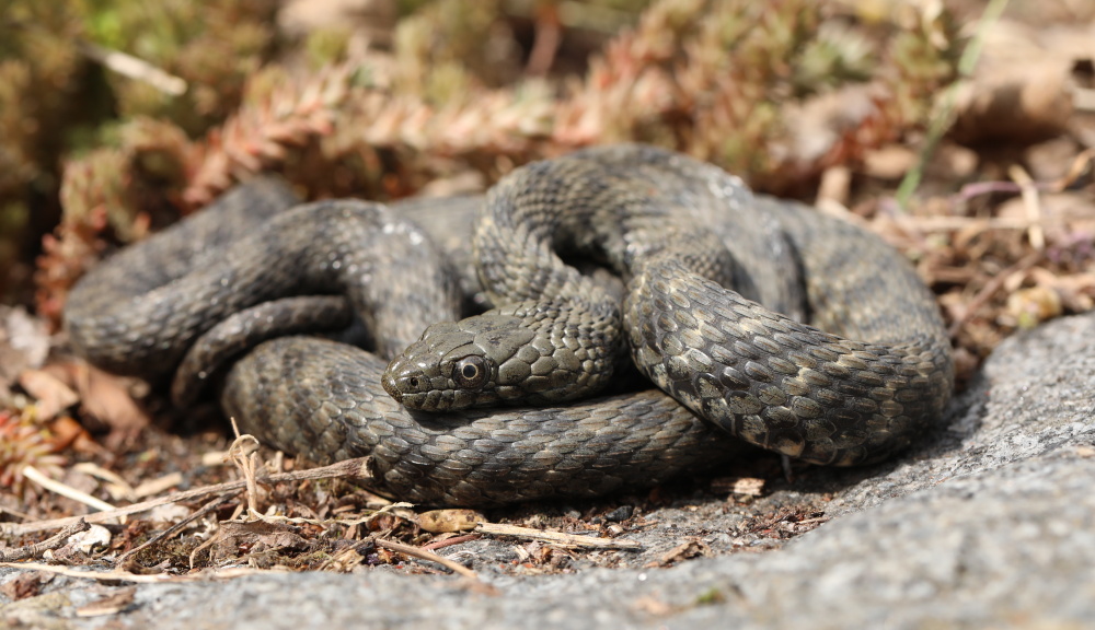 Užovka podplamatá, foto: Vojtěch Vita, Zoo Praha