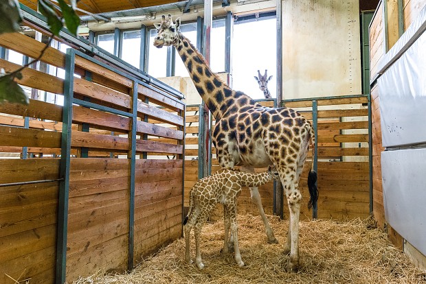 Zkušená samice Eliška se stala matkou již poosmé. Foto: Petr Hamerník, Zoo Praha