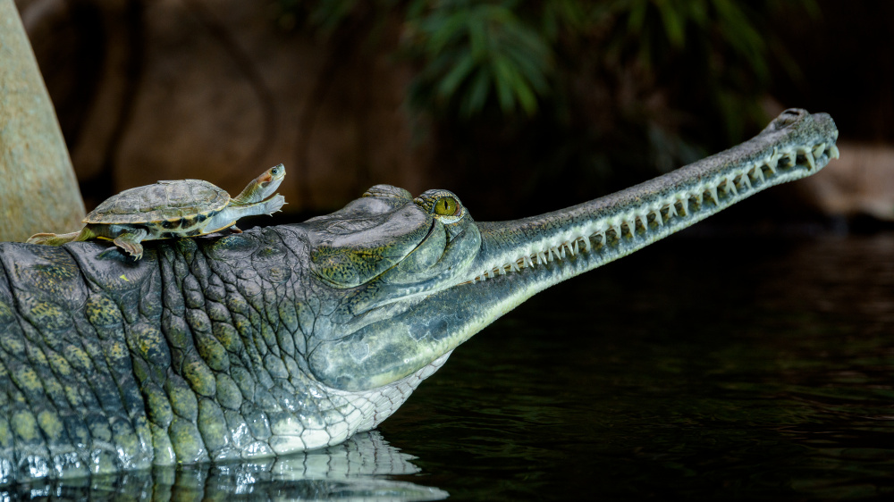 Gaviál indický, foto: Petr Hamerník, Zoo Praha