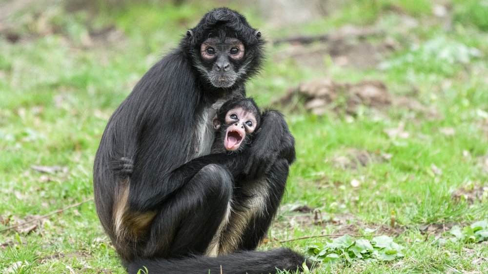 Chápan středoamerický, foto: Petr Hamerník, Zoo Praha