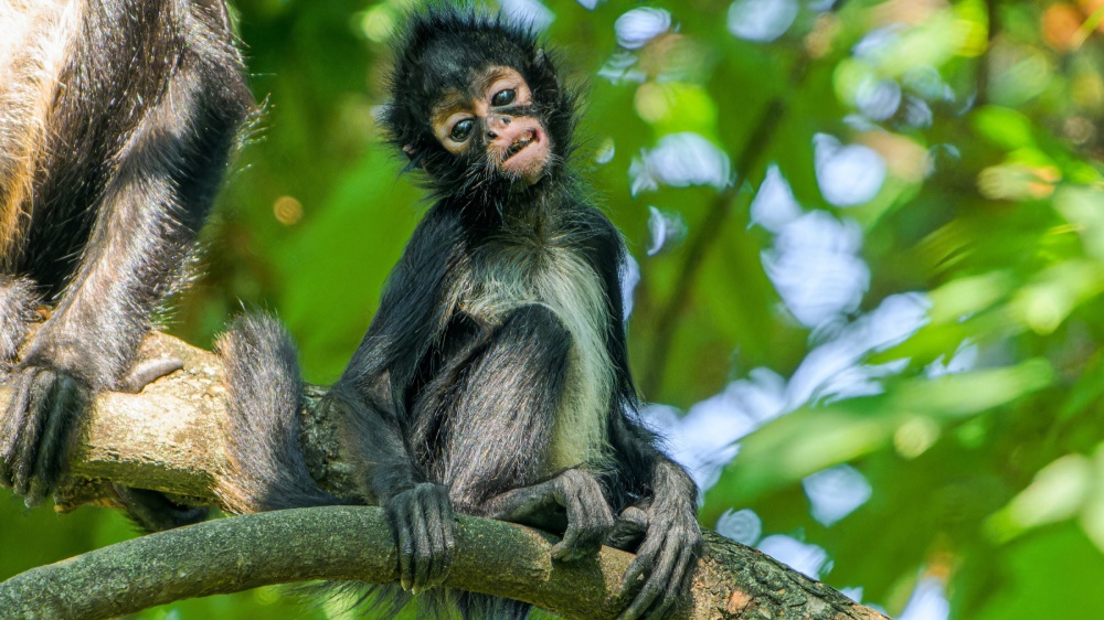 Tiko the spider monkey is a year old. The young, critically endangered  species is discovering the world
