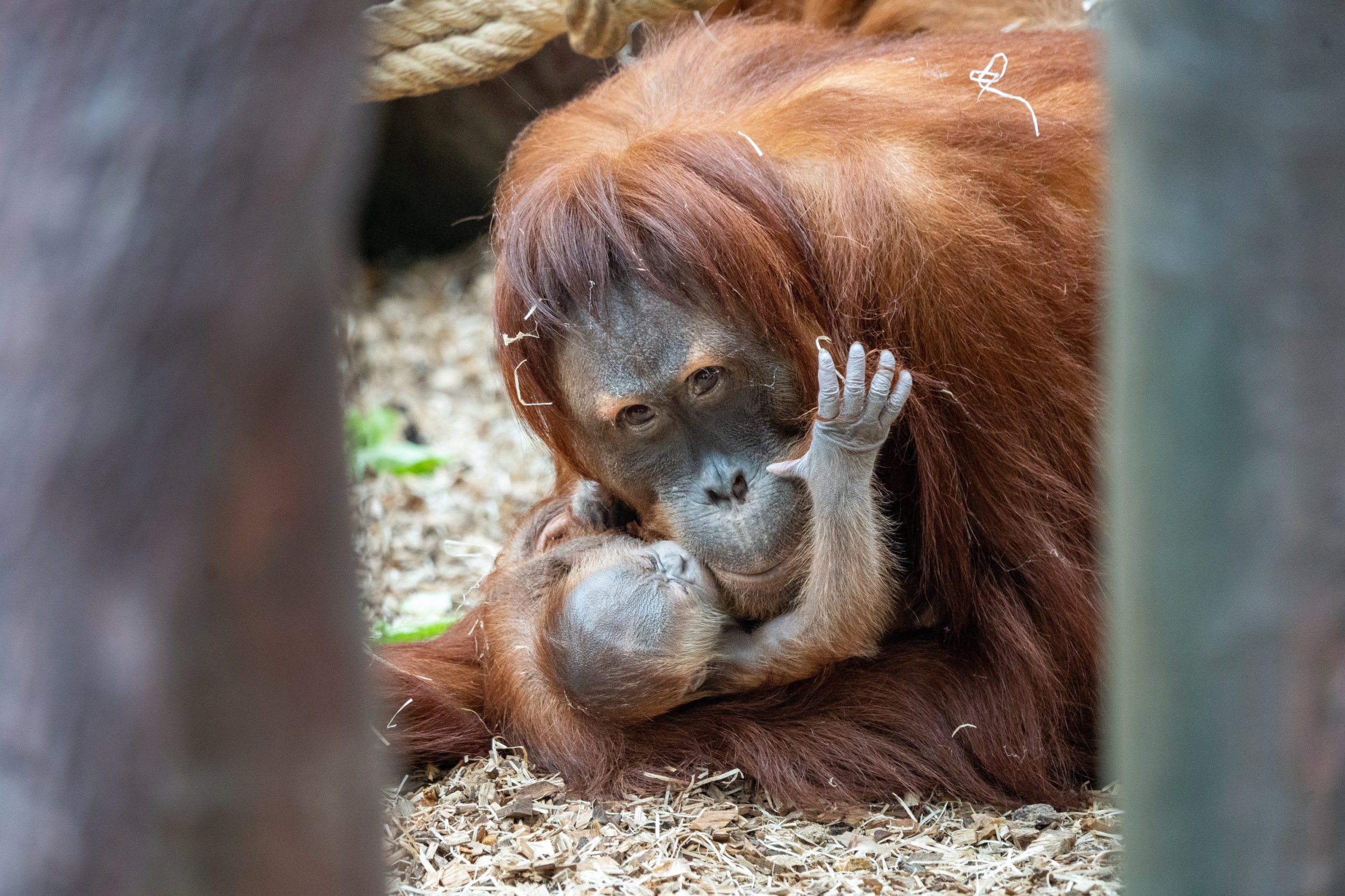 Prague Zoo Sees Orangutan Birth. Pavilion to Stay Open to the Public