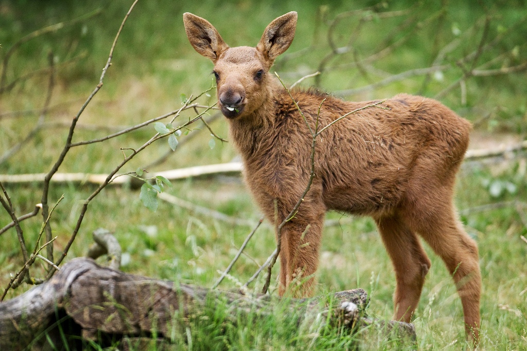 Mládě losa evopského (c) Tomáš Adamec, Zoo Praha