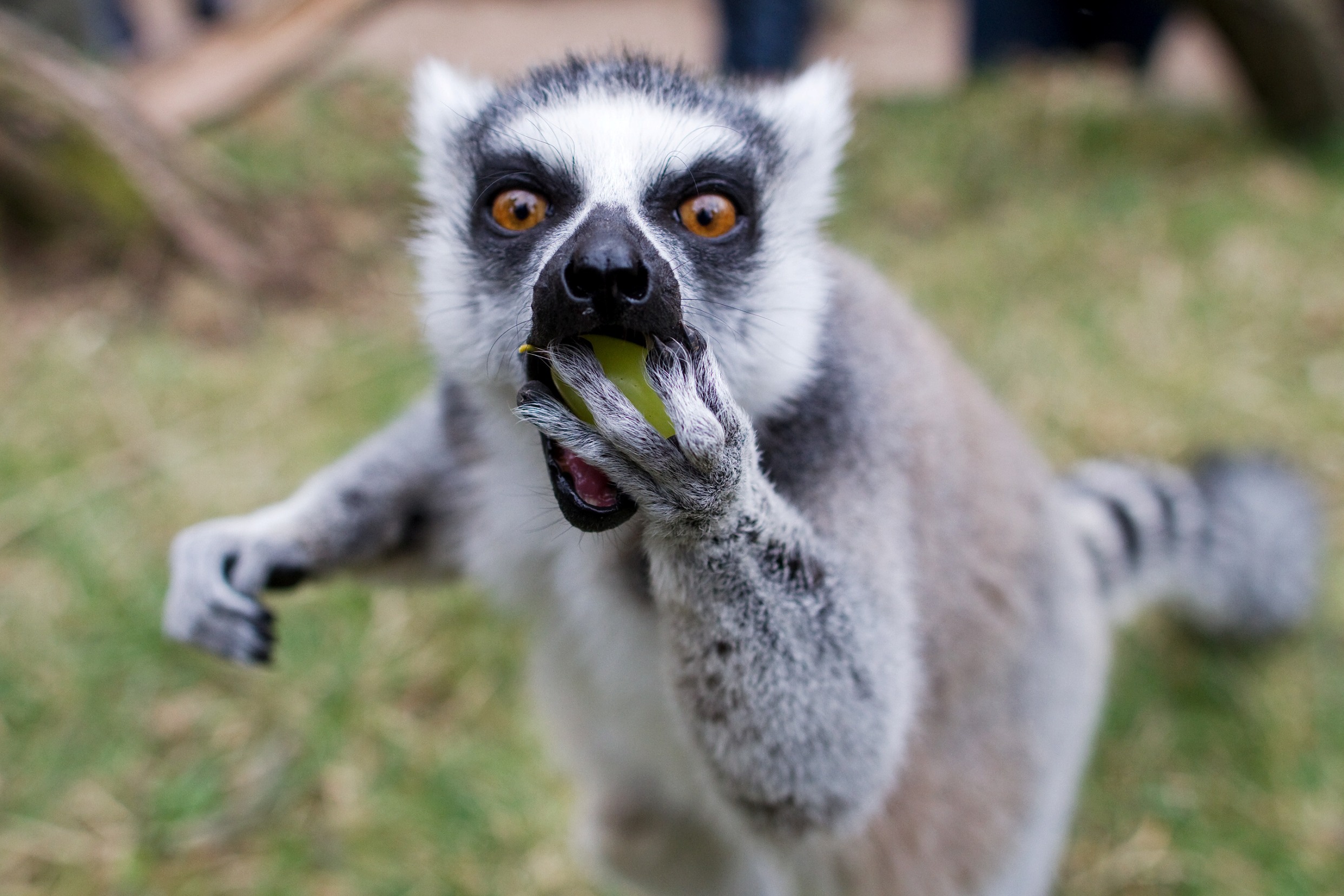 Foto: Tomáš Adamec, Zoo Praha