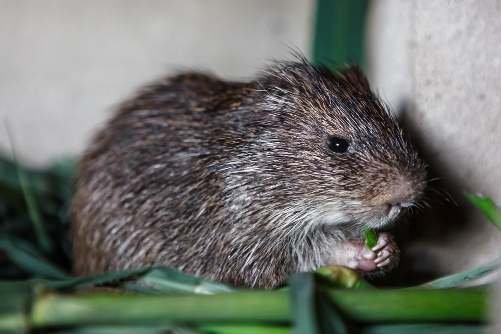 Řekomyš, foto: Miroslav Bobek, Zoo Praha