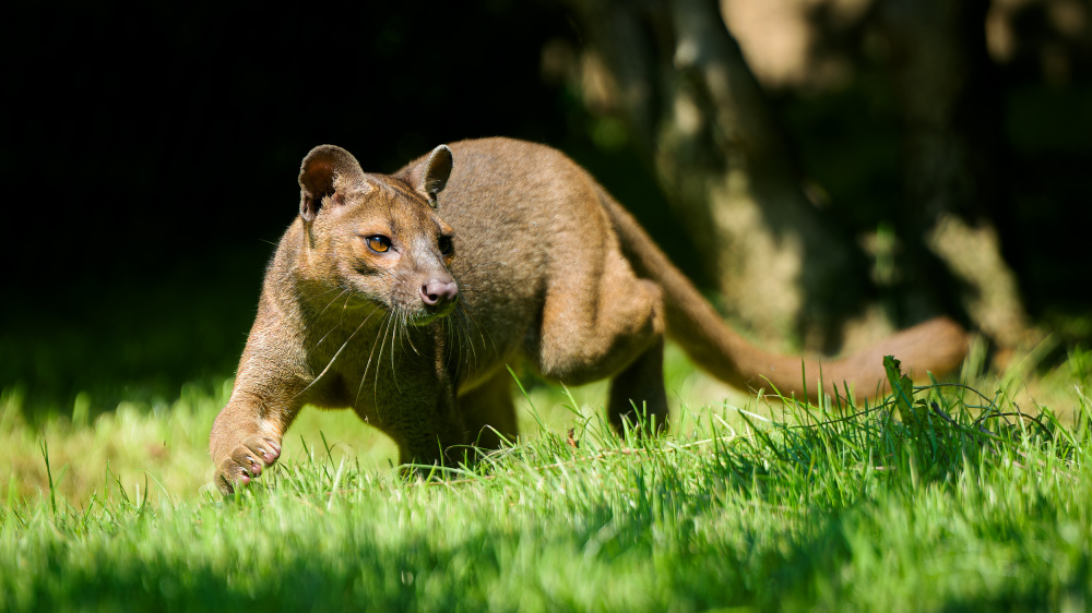 Foto: Petr Hamerník, Zoo Praha