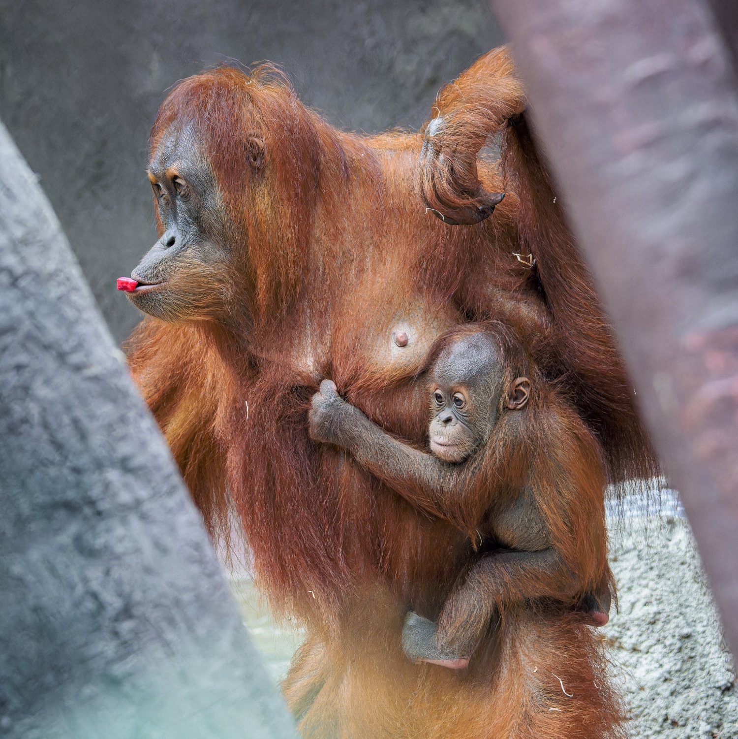 Sameček orangutana sumaterského Harapan dostává od své matky Diri stále více volnosti. Často je teď k vidění ve venkovním výběhu, jak odpočívá v trávě nebo leze a svými prsty prozkoumává okolí. Foto Petr Hamerník, Zoo Praha