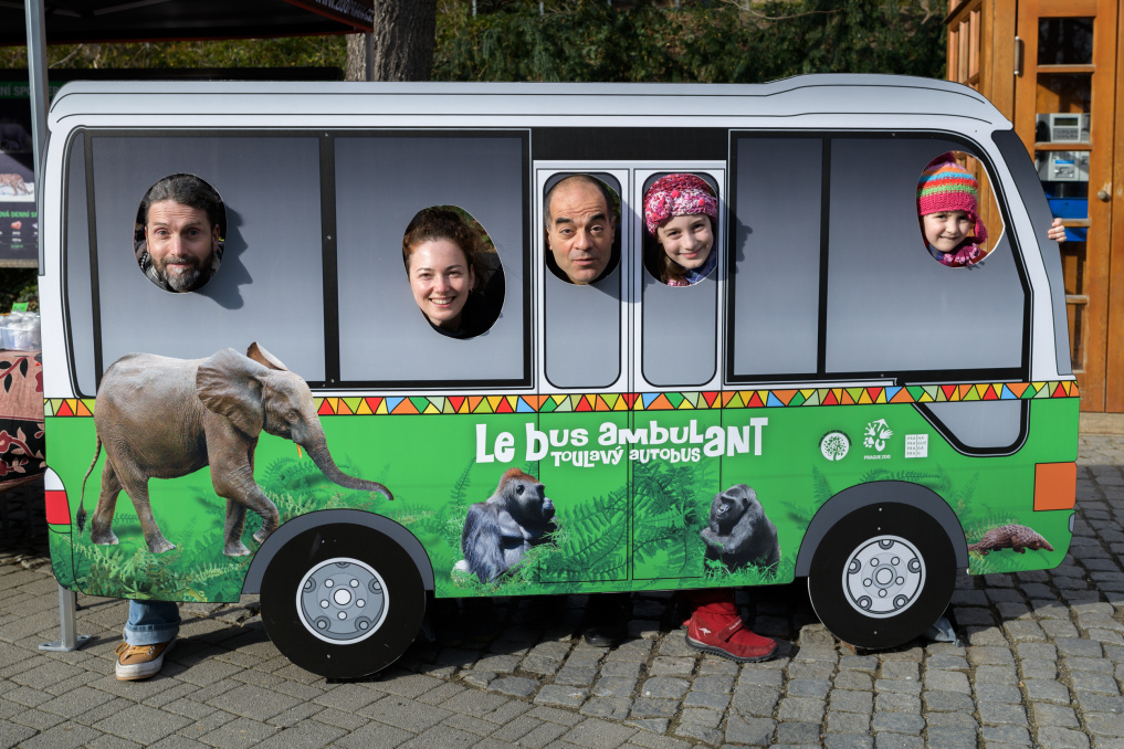 Maketa nového Toulavého autobusu. Od původního vozidla, které po pralesních cestách jezdilo dlouhých pět let, ho odlišují mimo jiné nové polepy – kromě goril znázorňují například také pralesního slona nebo luskouna. Foto: Petr Hamerník, Zoo Praha