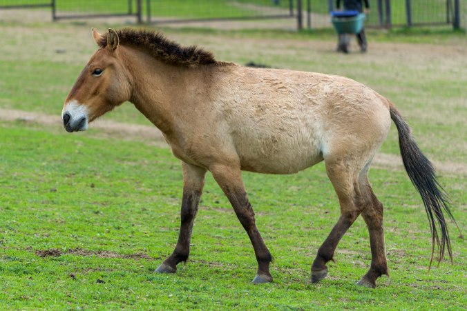 Tara se narodila 18. 5. 2015 v Dolním Dobřejově, tedy přímo v aklimatizační stanici Zoo Praha. Jejím otcem je hřebec Nikolaj, matkou klisna Warsa. Jde o 224. hříbě narozené v Zoo Praha. Foto: Petr Hamerník, Zoo Praha