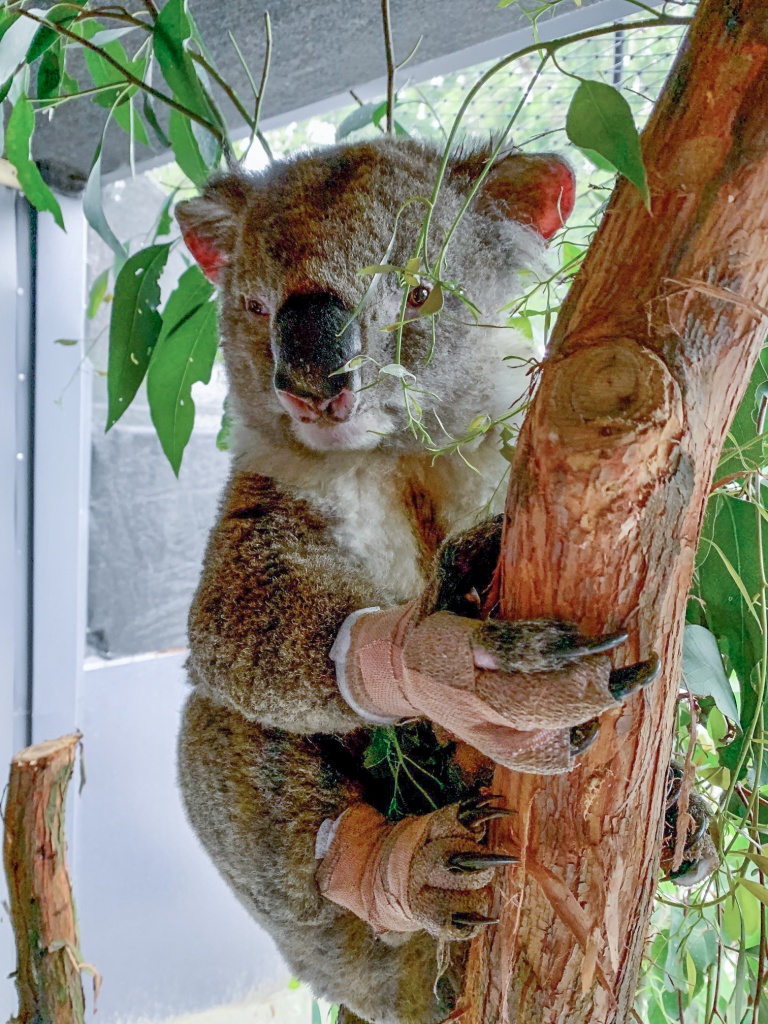 Popálený koalí samec Roger na prvních fotografiích vypadal zuboženě, ale celkem rychle se dostal do dobré kondice. Foto: archiv Zoos Victoria