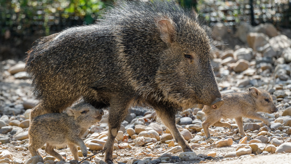 Pekari Wagnerův - samice s mláďaty, foto: Petr Hamerník, Zoo Praha