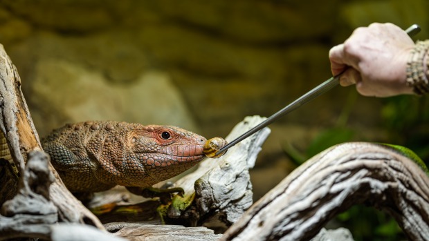 Dracény patří k nemnohým specialistům na plže s ulitami. Foto: Petr Hamerník, Zoo Praha