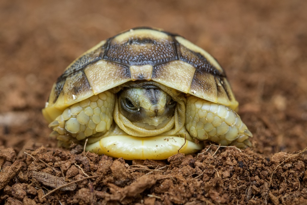 Čerstvě vylíhlá želva tuniská je větší než vejce, v němž byla po dobu inkubace příčně složena. Foto: Petr Hamerník, Zoo Praha