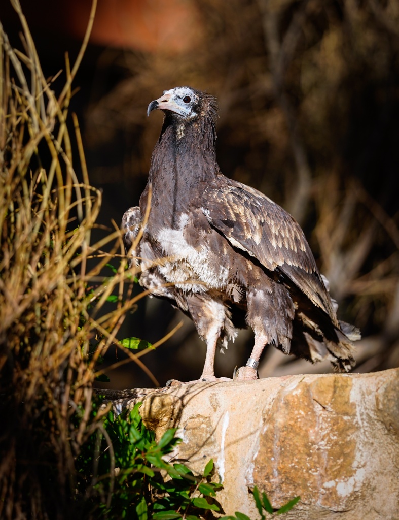 This Egyptian vulture, named after the Persian goddess Anahita, has become a symbol of both tragedy and hope. Photo: SPNL