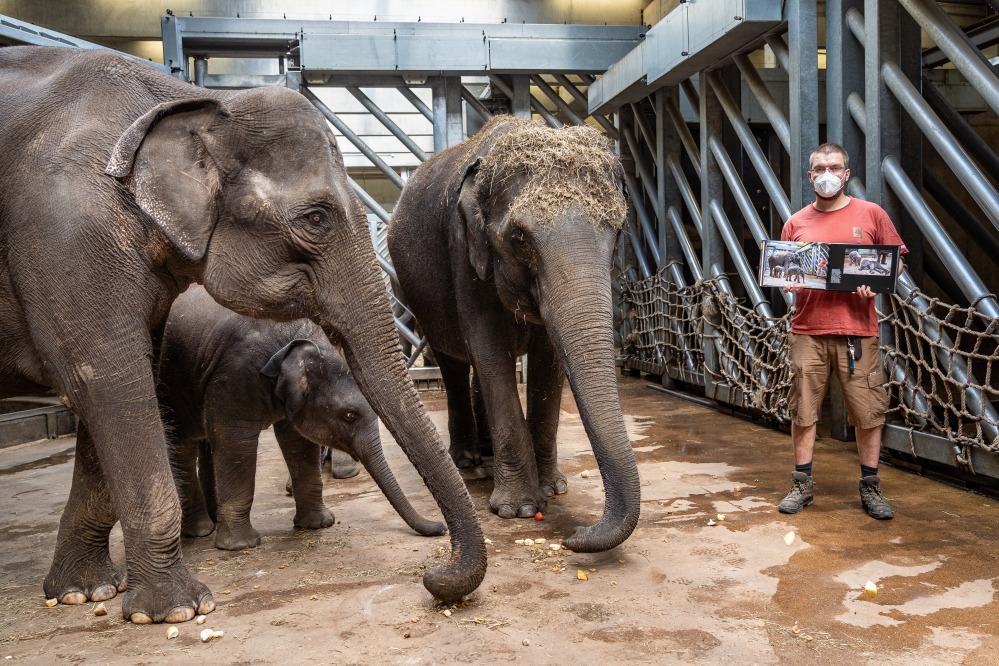 Vrchní chovatel slonů Martin Kristen vzpomíná na vznik fotografie z knihy Ztichlá zoo. Foto: Oliver Le Que, Zoo Praha