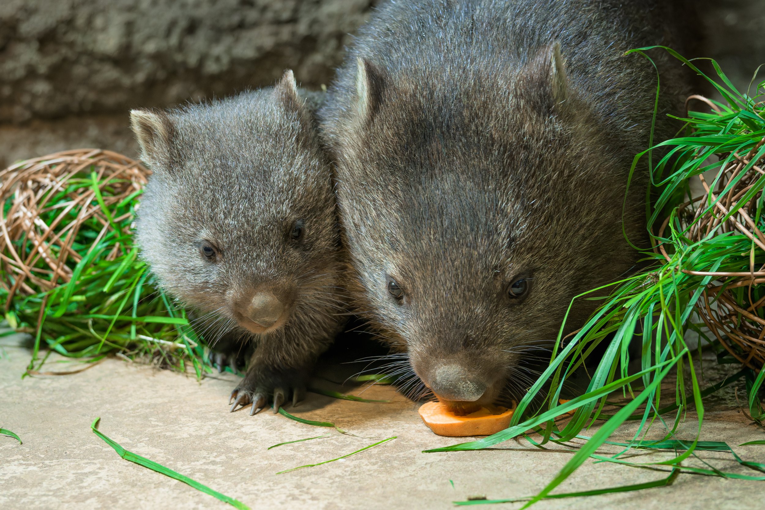 Samice vombata obecného Winkleigh s mládětem Mersey. Foto: Petr Hamerník, Zoo Praha