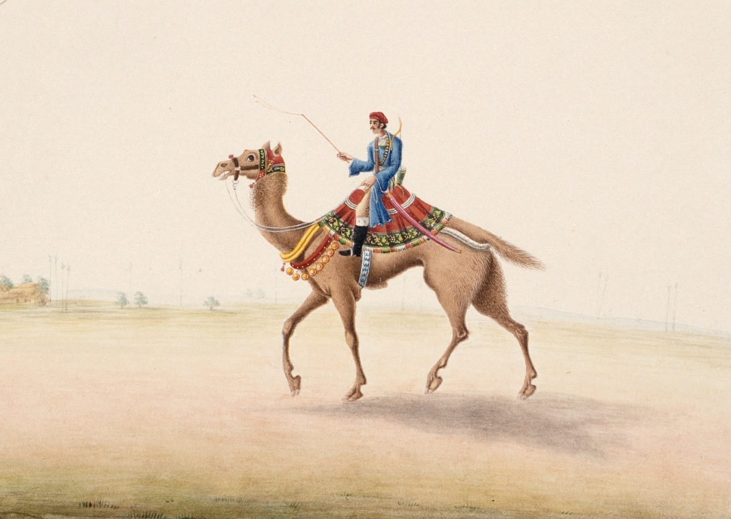 Jezdec na velbloudu v indickém Biháru v roce 1825, zdroj: wikipedie