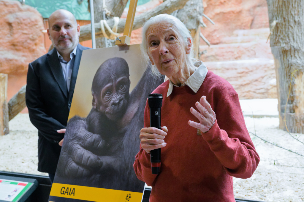 Jane Goodall udělila samičce gorily nížinné narozené 12. dubna v Zoo Praha jméno Gaia, mimo jiné podle řecké bohyně země. Foto: Petr Hamerník, Zoo Praha