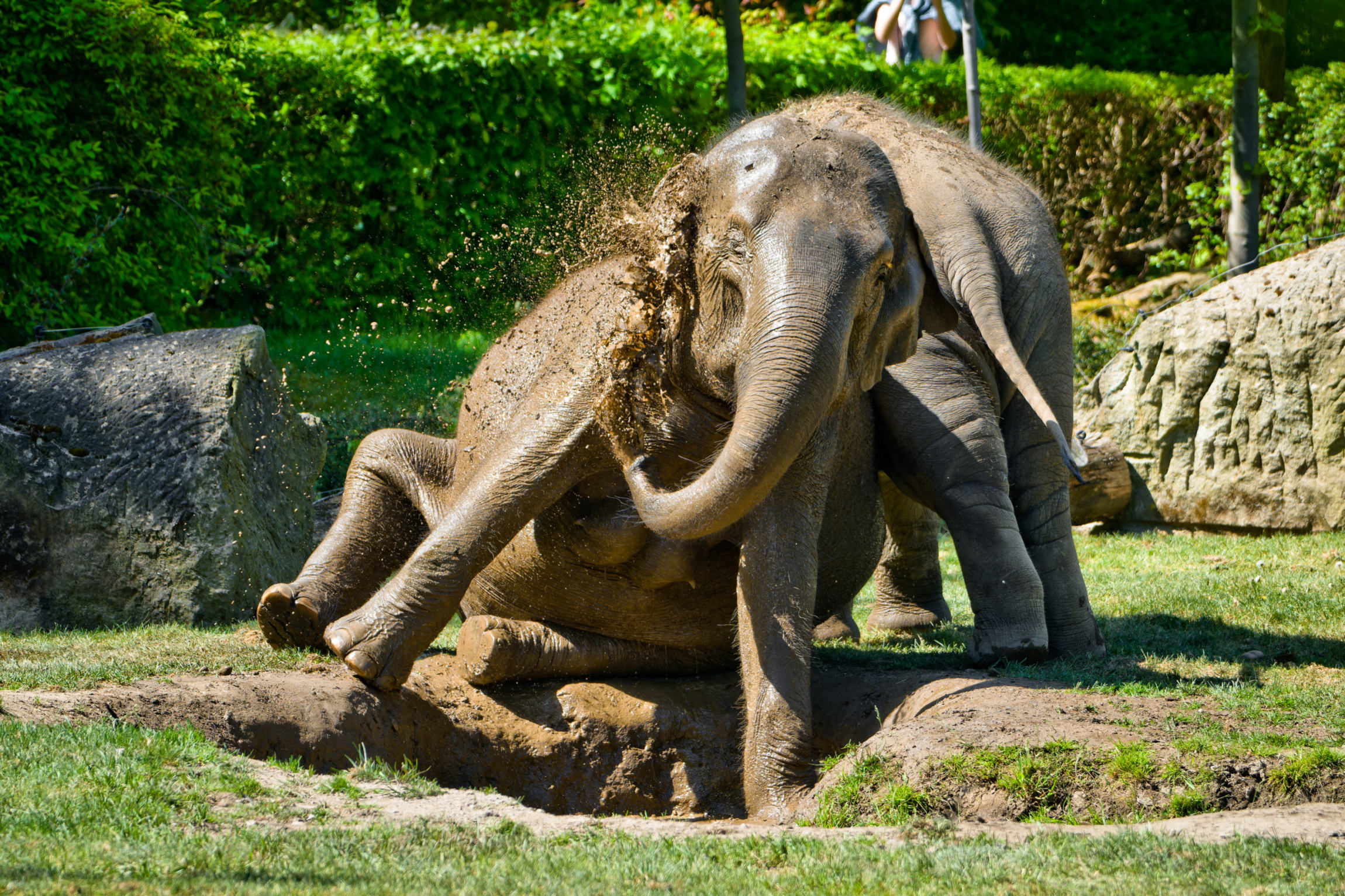Slonice Tamara (vlevo v popředí) a Lakuna (vpravo v pozadí) si užívají bahenní lázeň v travnatém výběhu Údolí slonů, kde je možné samičí stádo zastihnout v dopoledních hodinách. Sloni indičtí díky těmto koupelím pečují o svou kůži, kterou tak chrání před sluncem, hmyzem, zvlhčují ji a současně se celkově ochlazují – na většině těla totiž slonům chybí potní žlázy. Foto Petr Hamerník, Zoo Praha