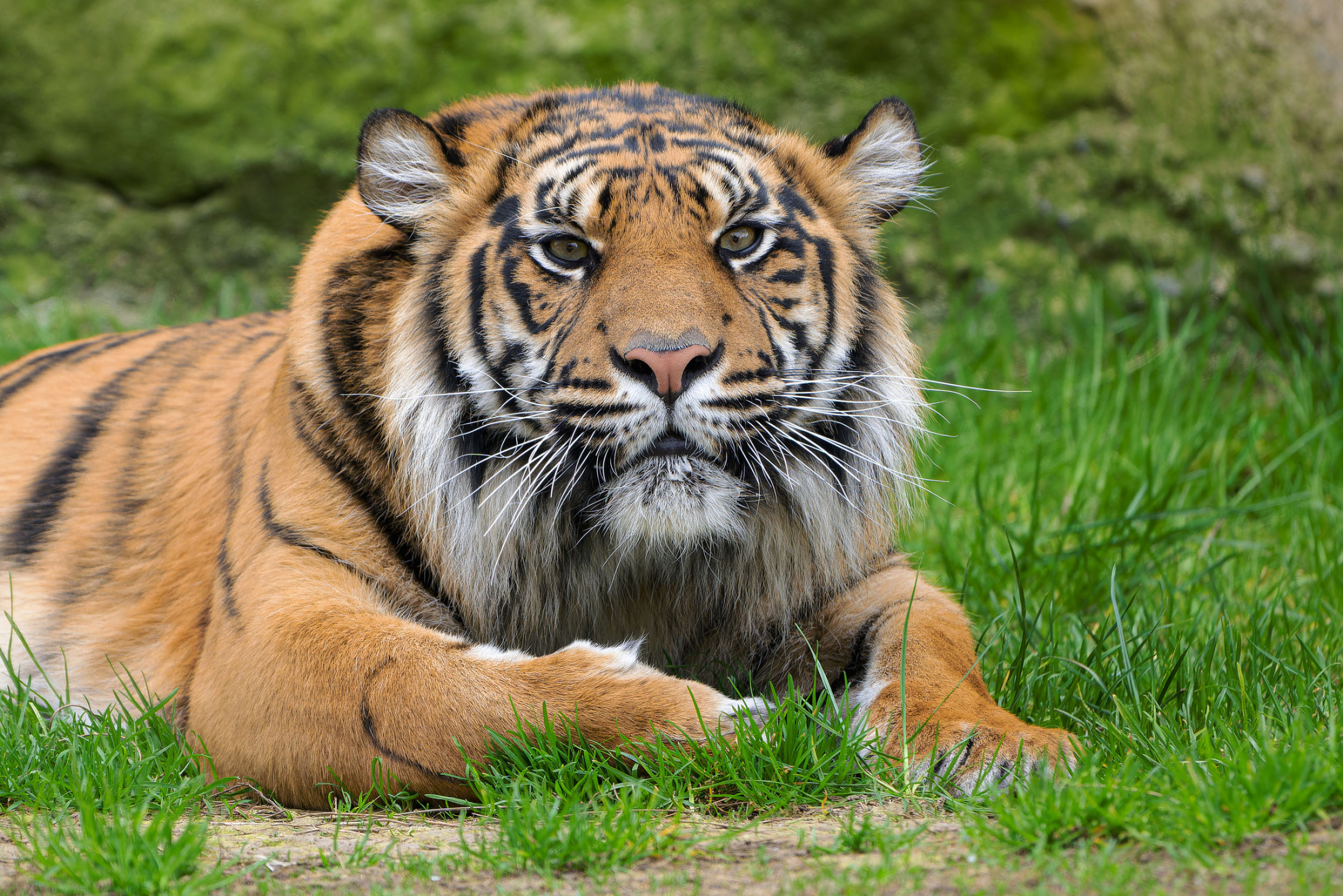 Samice tygra sumaterského Surya si aktuální teploty užívá ve venkovním výběhu Pavilonu šelem a plazů v dolní části zoo. Foto Petr Hamerník, Zoo Praha