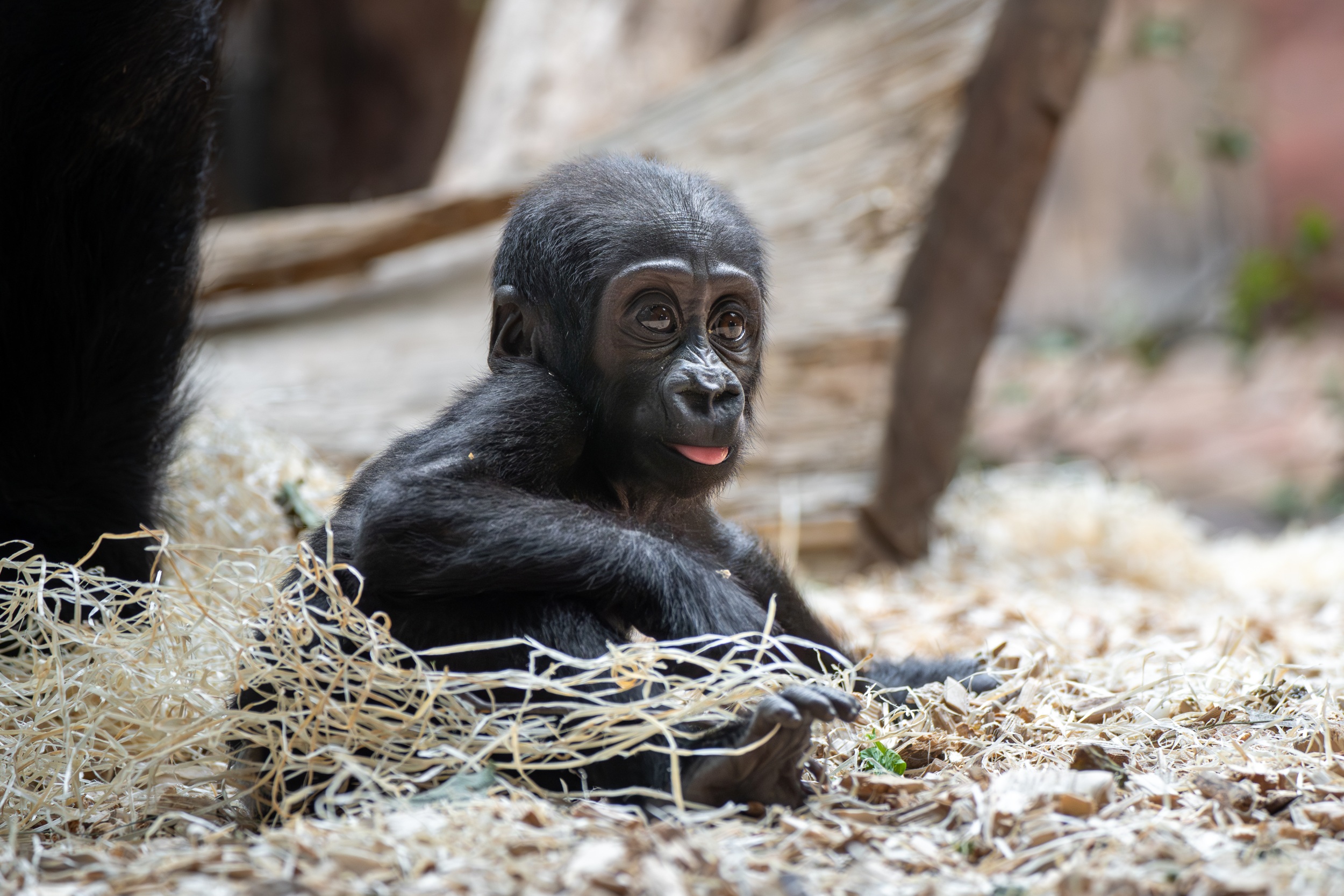 Samička gorily nížinné Gaia narozená v lednu 2024 v Rezervaci Dja. Foto: Petr Hamerník, Zoo Praha