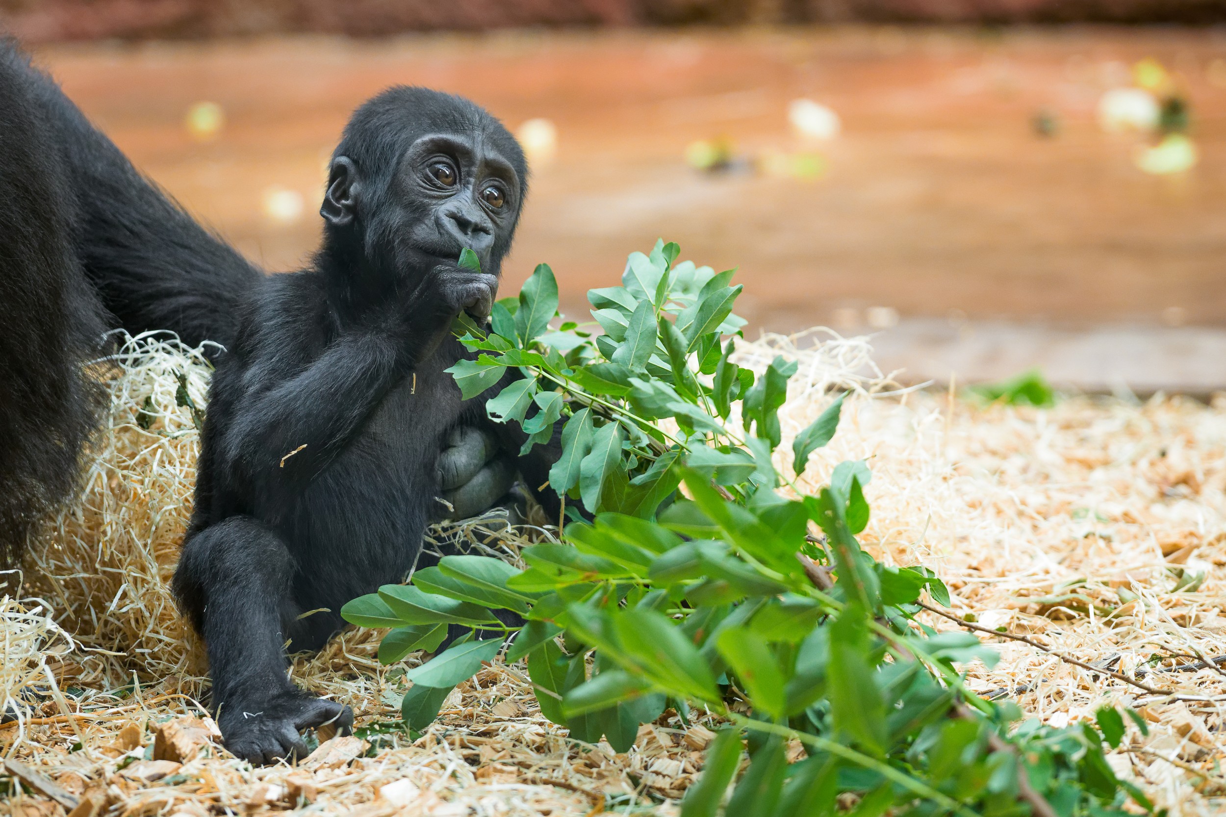 Samička gorily nížinné Gaia narozená v lednu 2024 v Rezervaci Dja. Foto: Petr Hamerník, Zoo Praha