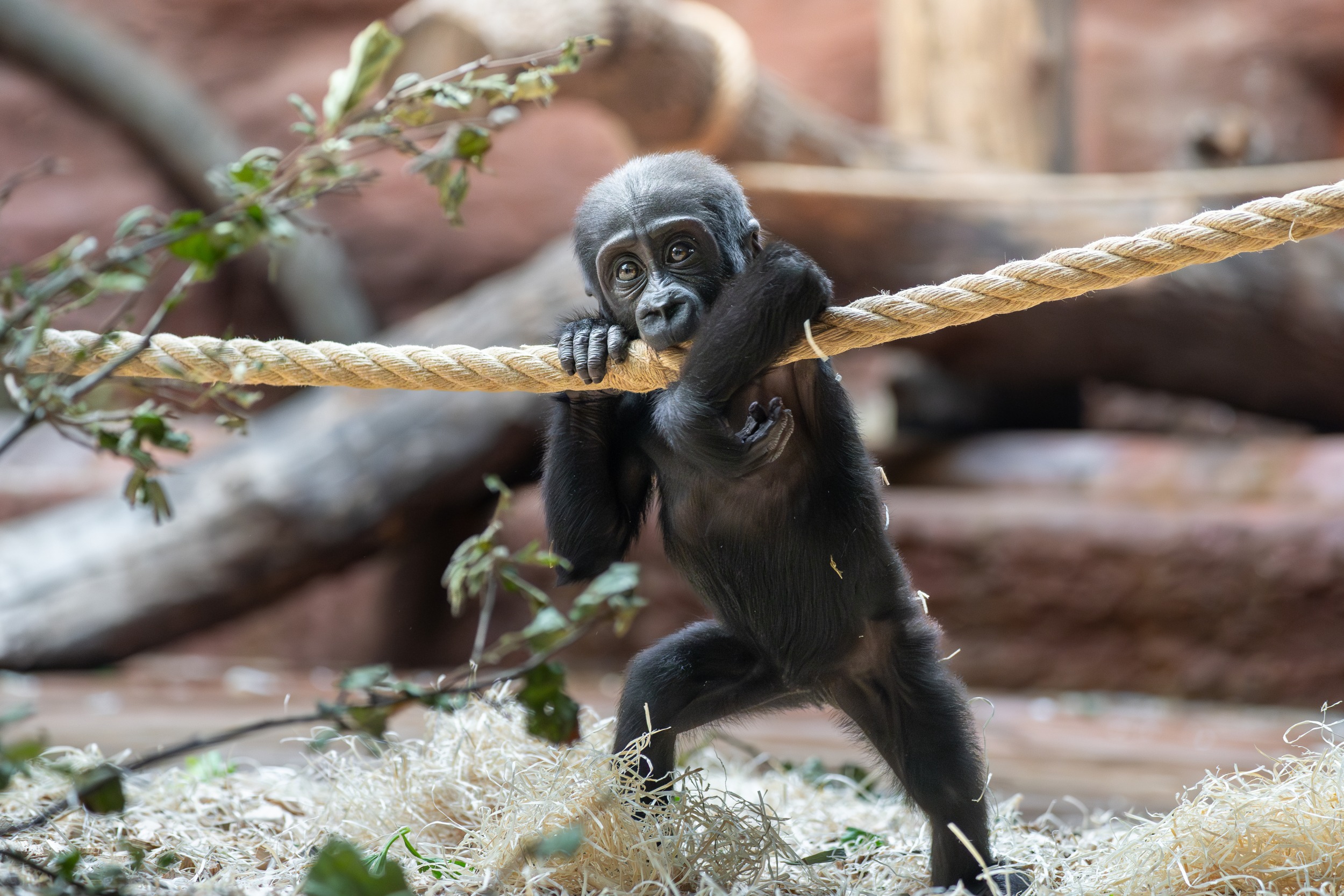 Samička gorily nížinné Gaia narozená v lednu 2024 v Rezervaci Dja. Foto: Petr Hamerník, Zoo Praha