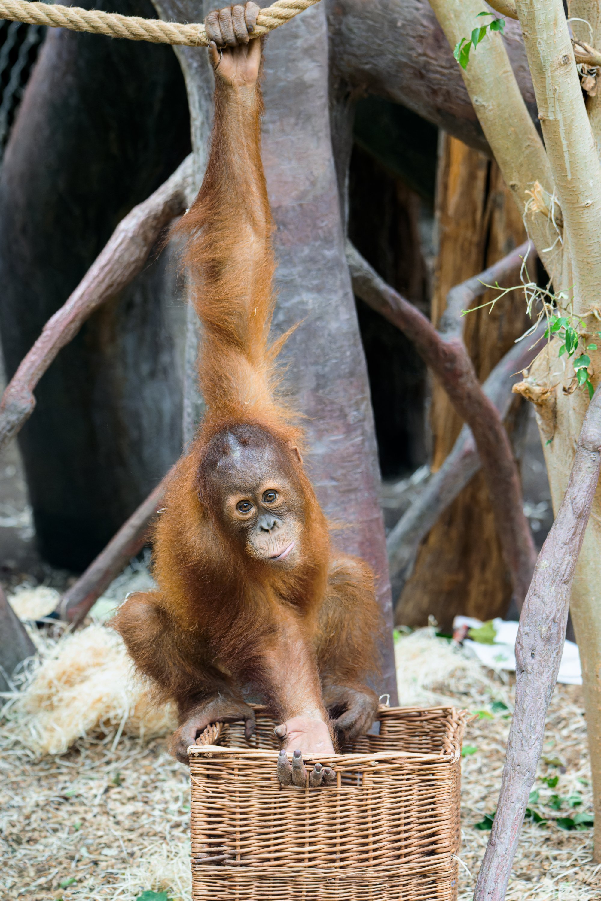 Sameček orangutana sumaterského Kawi. Foto: Petr Hamerník, Zoo Praha