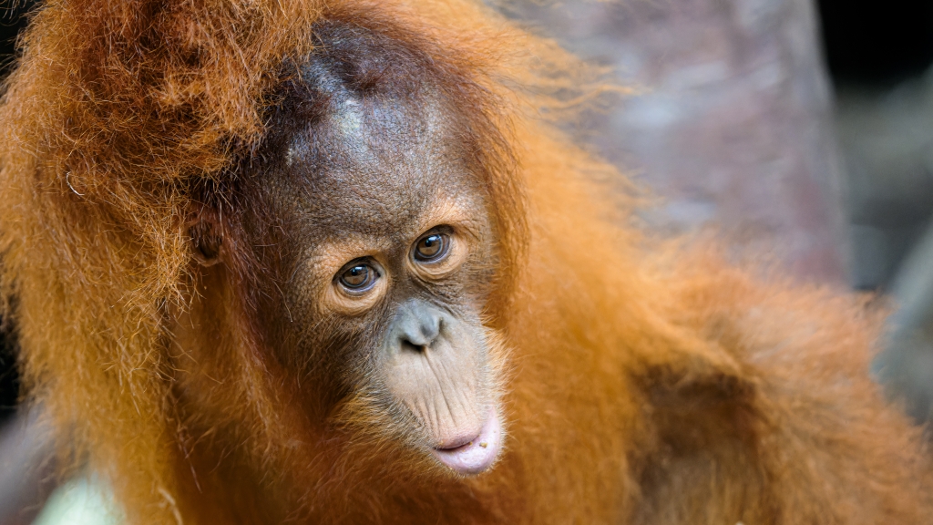 Sameček orangutana sumaterského Kawi. Foto: Petr Hamerník, Zoo Praha