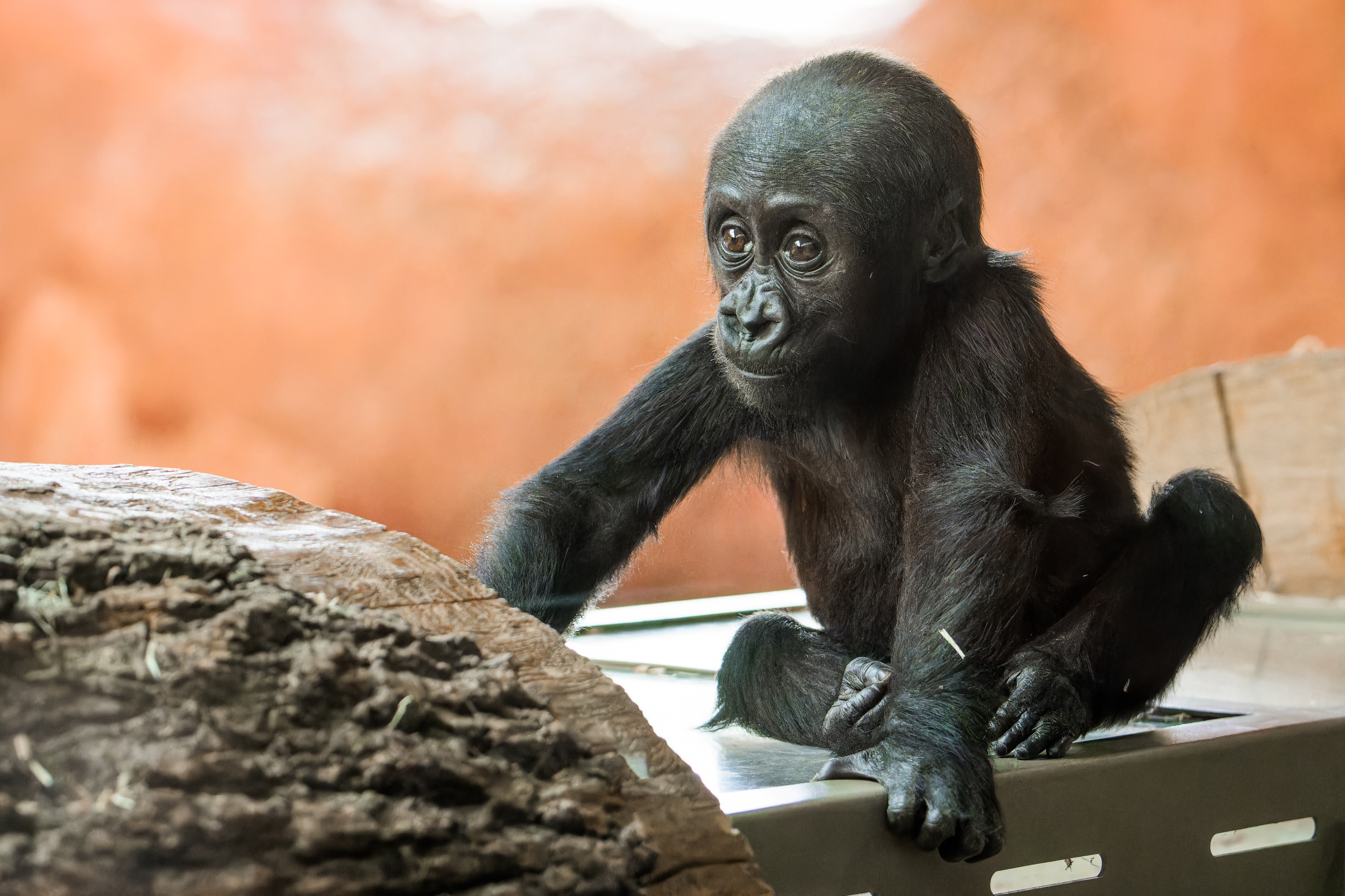 Samička gorily nížinné Mobi narozená v lednu 2024 v Rezervaci Dja. Foto: Petr Hamerník, Zoo Praha