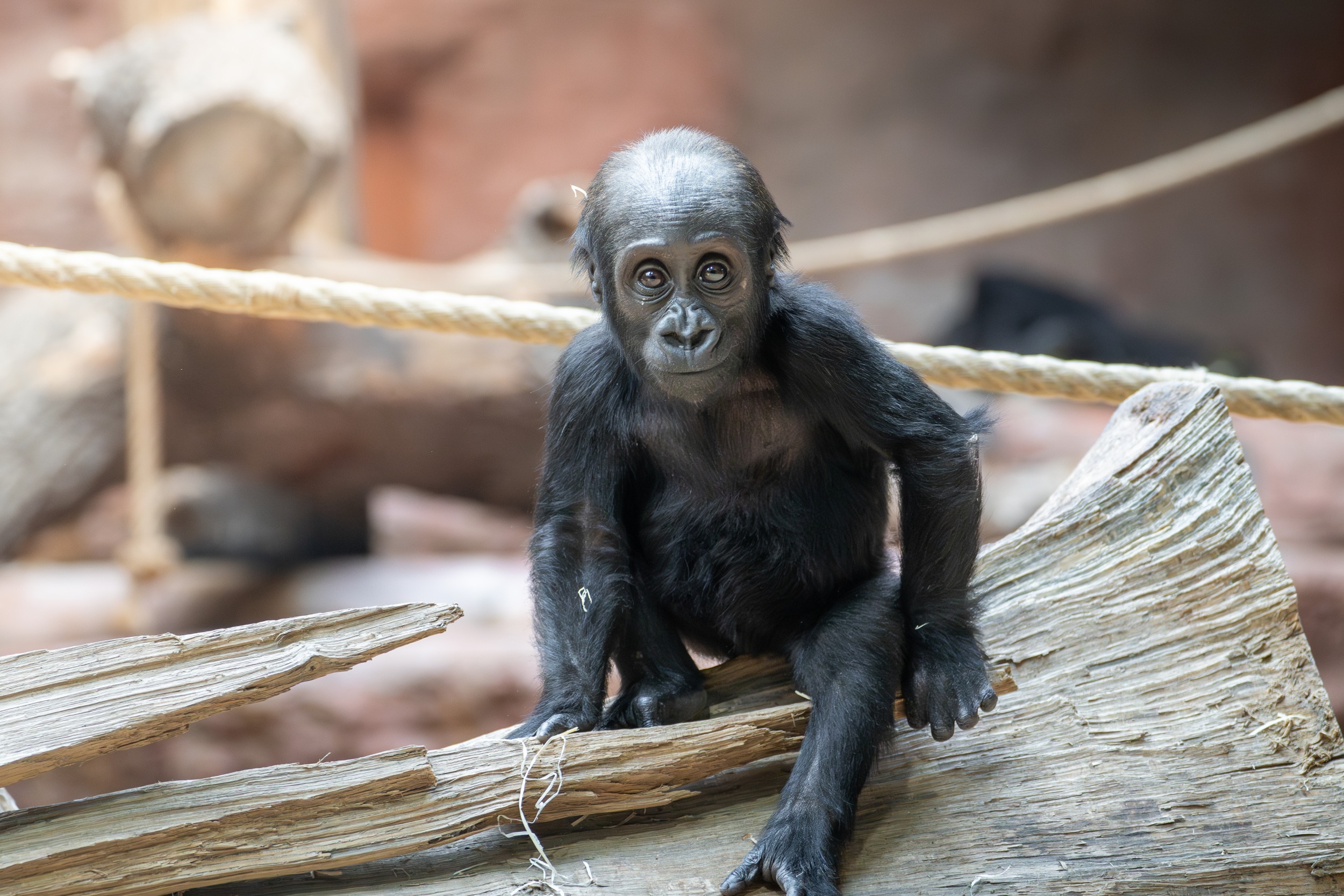 Samička gorily nížinné Mobi narozená v lednu 2024 v Rezervaci Dja. Foto: Petr Hamerník, Zoo Praha