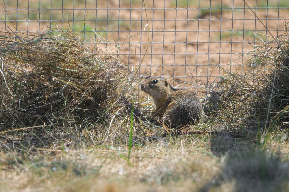 Jedno z letošních mláďat syslů obecných, zabydlující se v nové voliéře na Dívčích hradech. Foto: Petr Hamerník, Zoo Praha