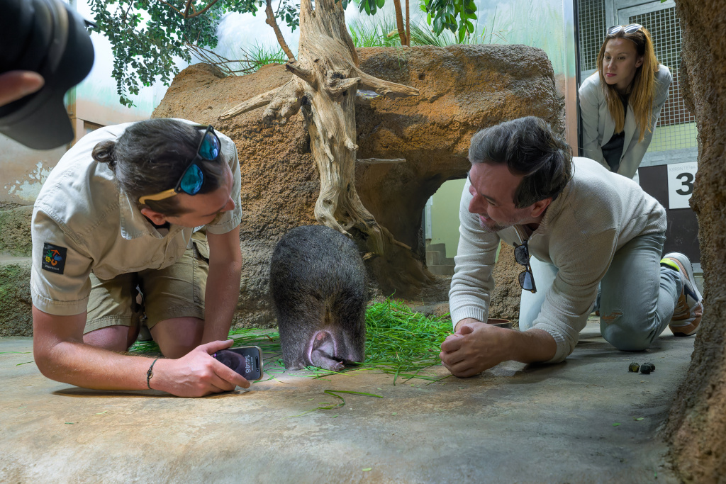 Společně s chovatelem Davidem Valou si herec Ondřej Sokol prohlédl malou Mersey zblízka přímo ve vaku její matky Winkleigh. Foto: Petr Hamerník, Zoo Praha