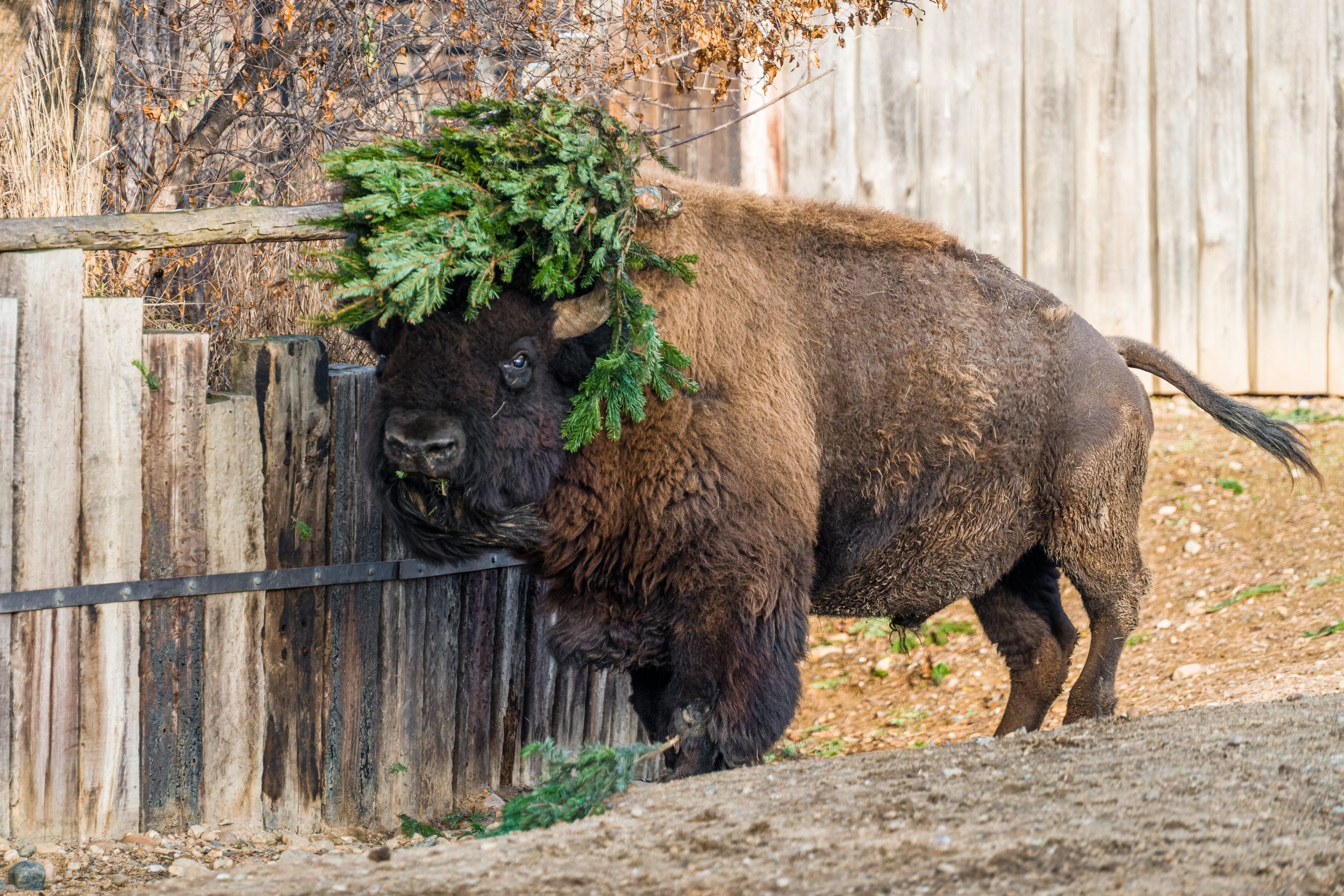 Komentované předání vánočních stromků u bizonů. Foto: Petr Hamerník, Zoo Praha