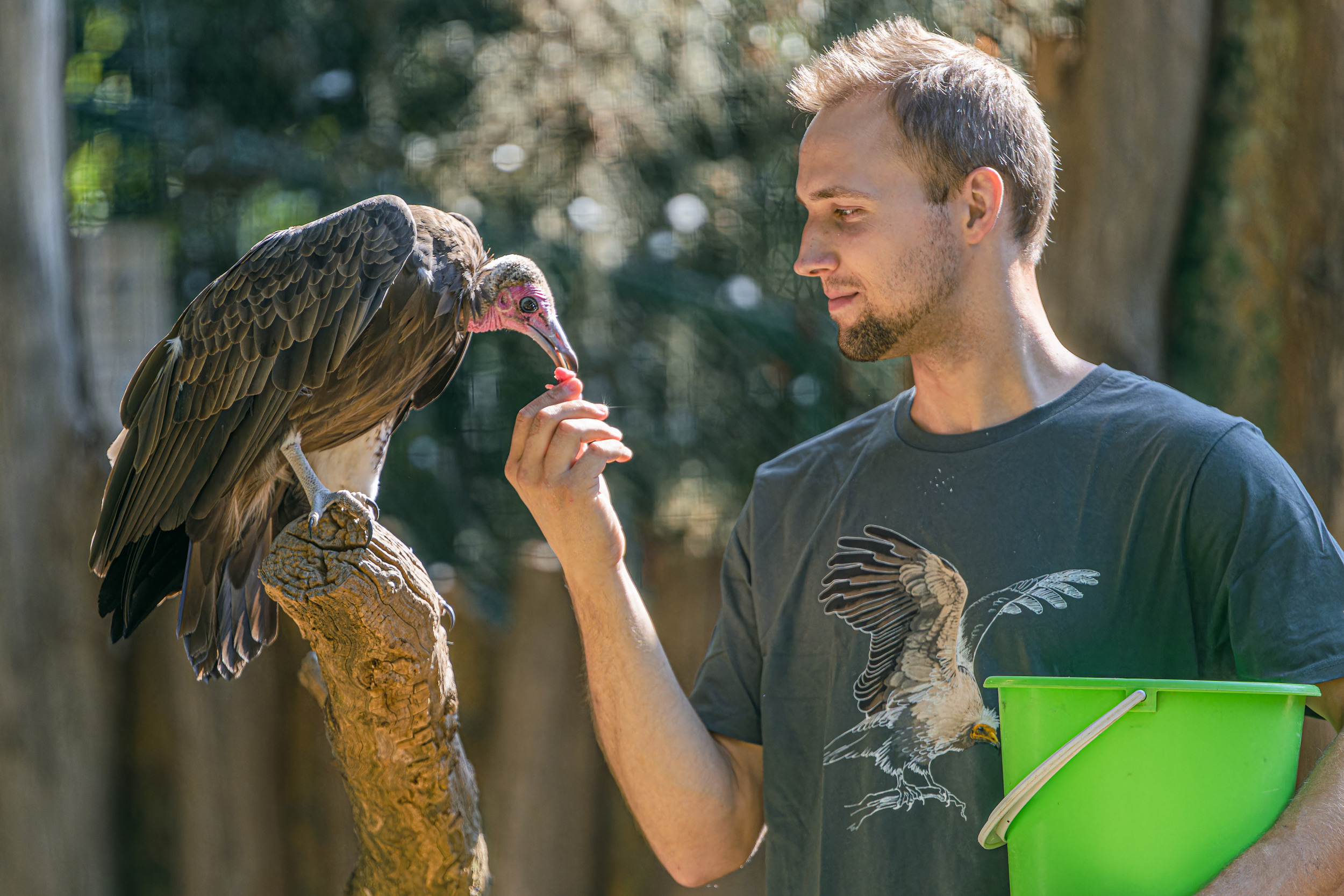 Sup kapucín s chovatelem. Krmení v rámci Mezinárodního dne povědomí o supech a kondorech letos v září. Foto Petr Hamerník, Zoo Praha.