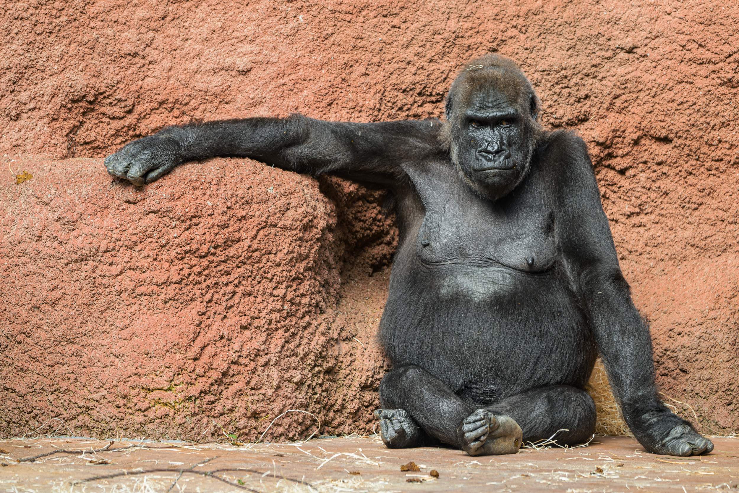 Samice gorilly nížinné Shinda ve vnitřní expozici Rezervace Dja. Foto: Petr Hamerník, Zoo Praha