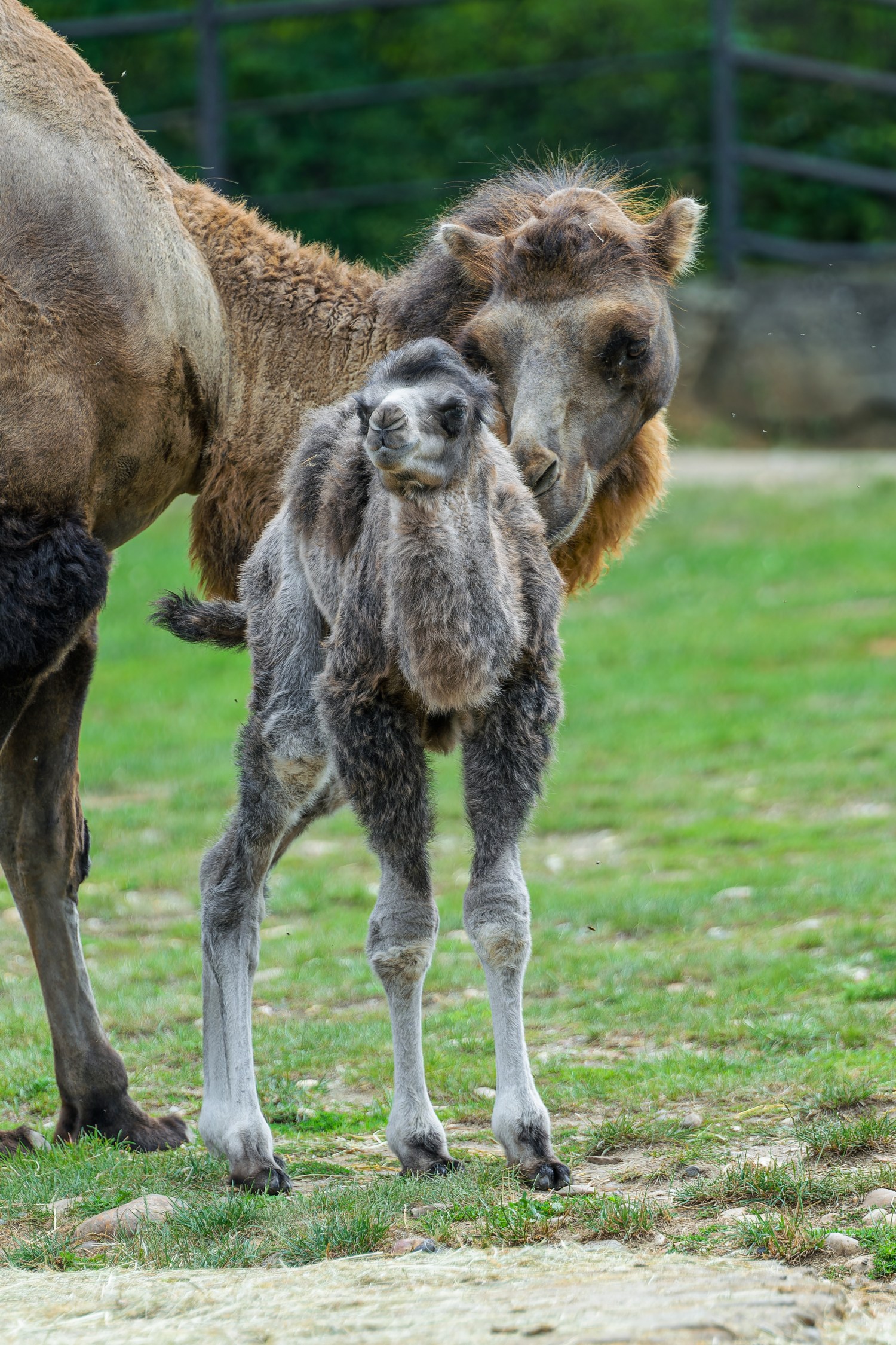 Mládě velblouda dvouhrbého domácího s matkou Sofií. Foto: Petr Hamerník, Zoo Praha